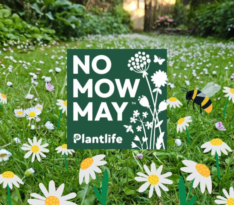 No Mow May